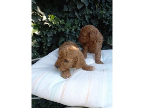 En tatlı poodle cinsi yavrularımız