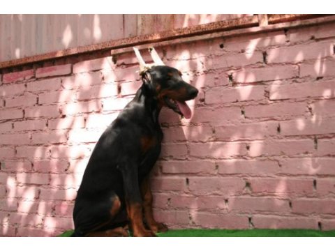 Kif a secereli yurtlarından gelme doberman damizliklar