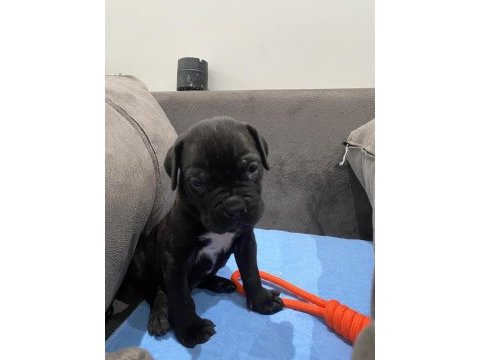 Irkının en iyisi cane corso yavrular kapıda ödeme mevcut