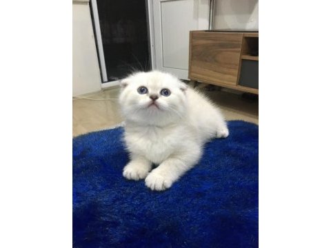 Miya yeni sıcak yuva arıyor