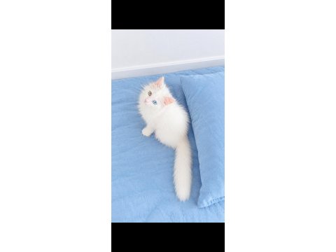 Çok nadir bulanan yavru kedimiz