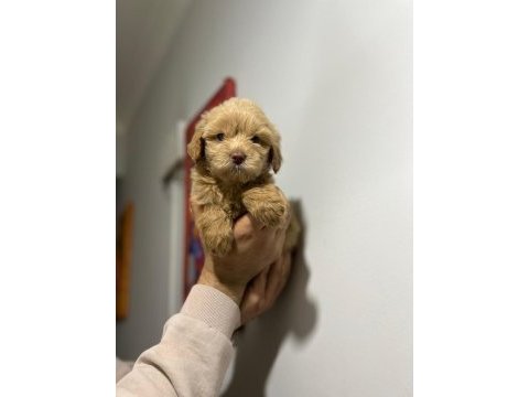 Maltipoo adrese teslim, kapıda ödeme yapabilirsiniz