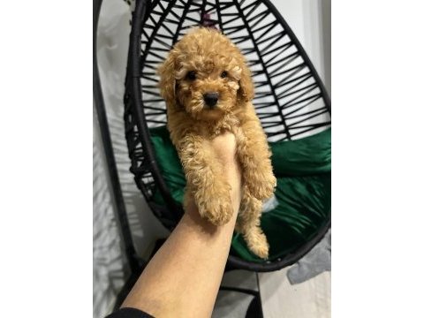 Safkan toy poodle yavru