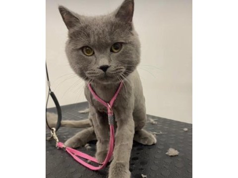 Sakin british shorthair kedimiz mars