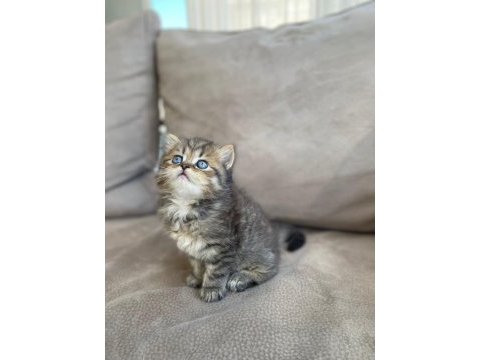 British shorthair kardeşler