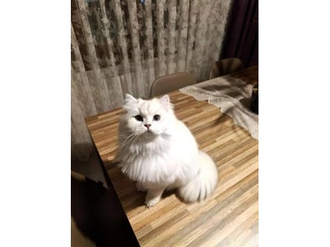 British longhair ny1133