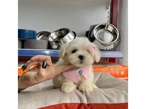 2 aylık maltese terrier yavruları