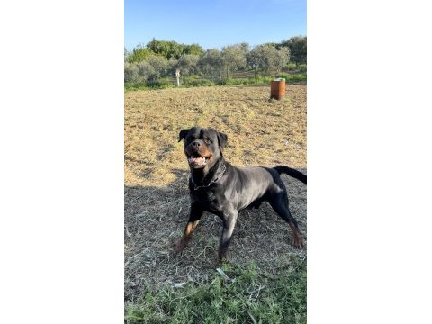 Grand türkiye şampiyonu yavruları rottweiler