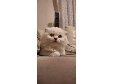 2 aylık scottish fold longhair blue point