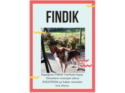 Köpeğimiz fındık kayıp