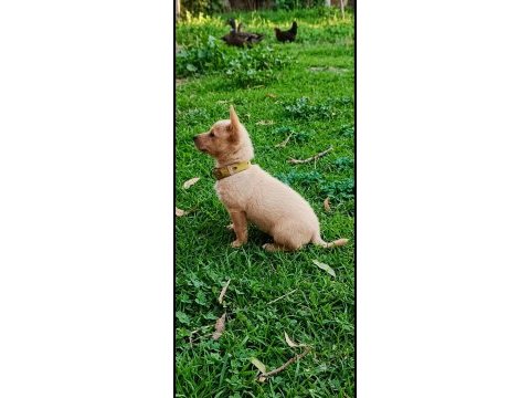 Minyatür pinscher