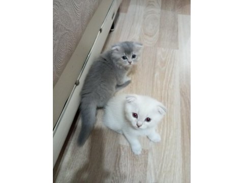 Scottish fold yavrularımız