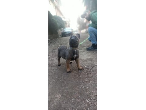Malinois yavruları