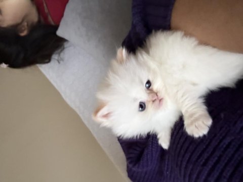 British longhair yavrularımı sahiplendiriyorum