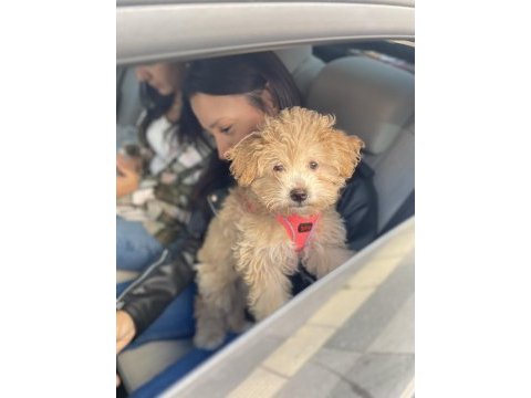 Ankara çipli aşılı kaliteli maltipoo yavru