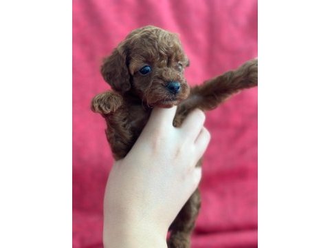 Safkan kore poodle yavrular