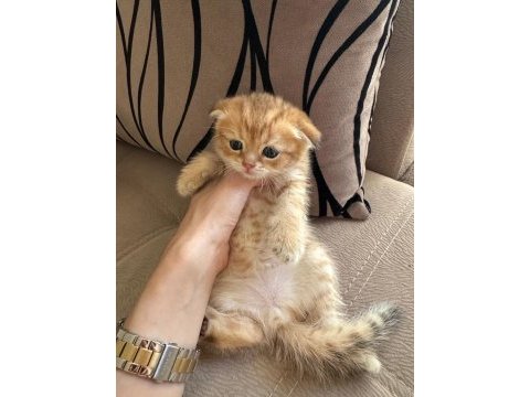 Scottish fold kedisi