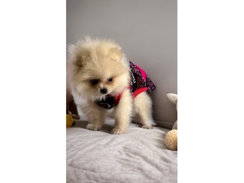 Orjinal ırk garantili pomeranian boo antalya
