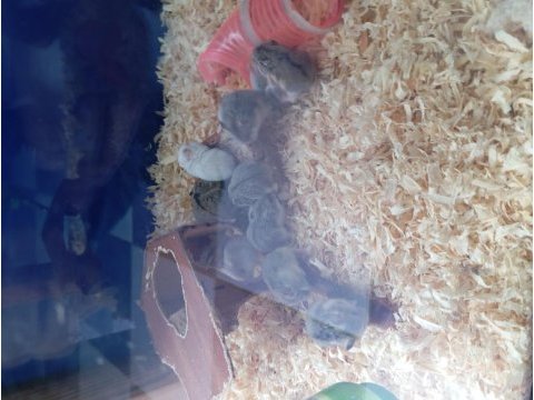 Yavru hamster