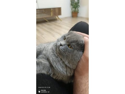 1 yaşında erkek eğitimli safkan scottish fold