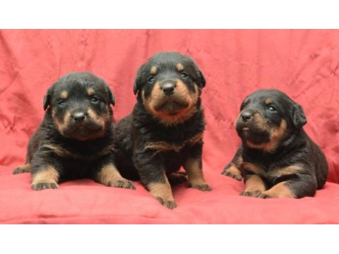 A kaliteli rottweiler yavrularımız