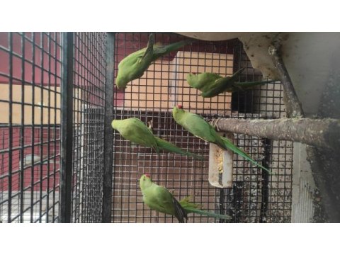Pakistan papağanları