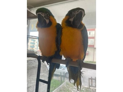 6 ile 10 aylık macaw papağanı