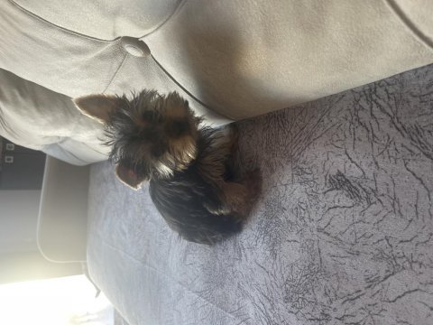 Safkan yorkshire terrier