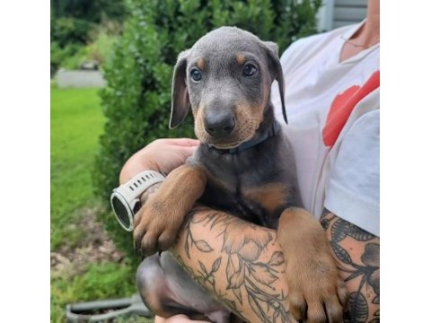 Afacan doberman bebekler kapıda ödeme mevcuttur