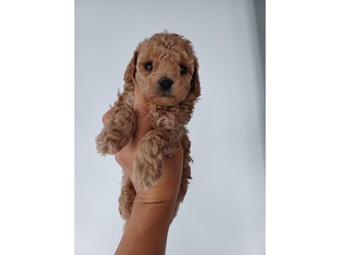Ultra kalite redbrown toy poodle yavrularımız