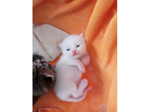British shorthair yavrularımızı sahiplendiriyoruz