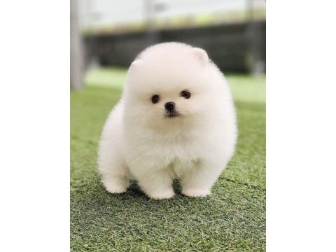 Ayı surat pomeranian yavrumuz