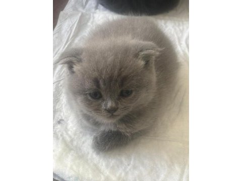 British shorthair 45 günlük yavrular