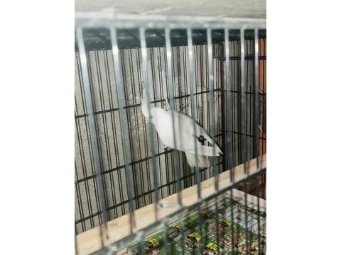 Albino takım sultan papağanı
