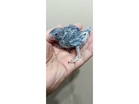 Erkek cep papağanı forpus