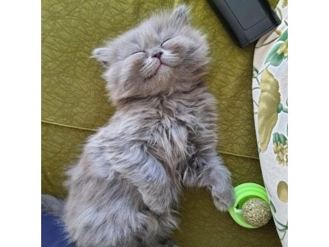 Hazır british longhair yavrular