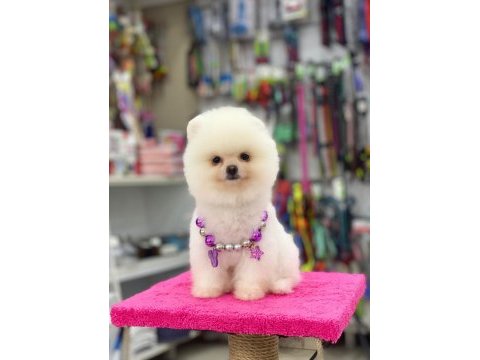 Pomeranian bebekleri