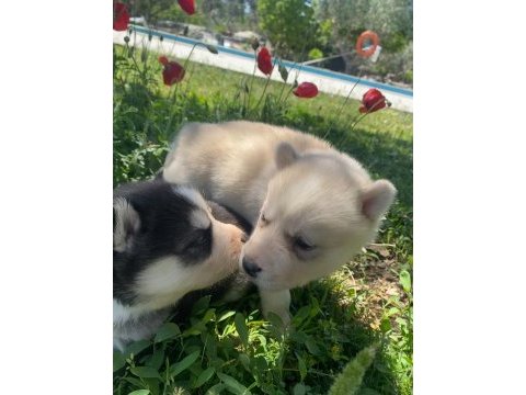 Safkan husky yavruları ruhsatlı çiftlikten