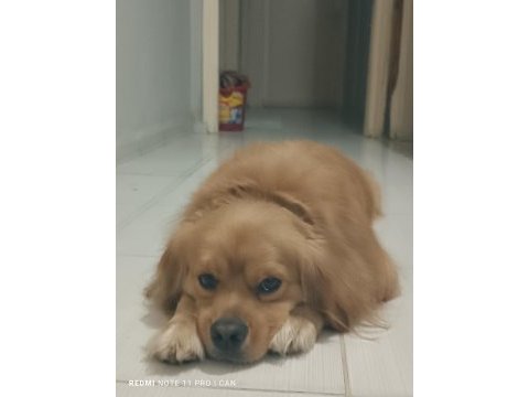 Golden retriever iyi niyetli birine sahiplensin