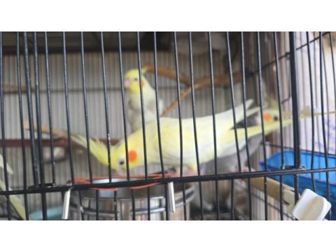 Renk güzeli bebek sultan papağanlar