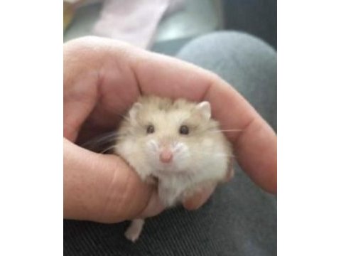 Çok tatlı hamster yavruları