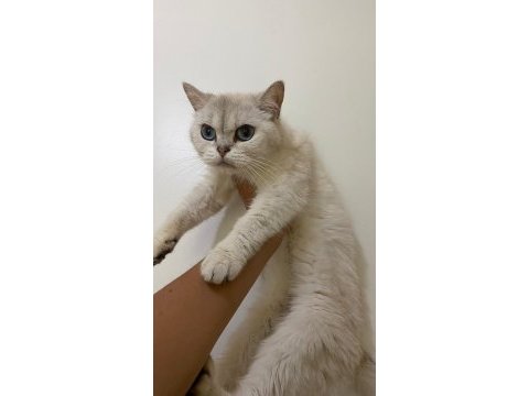 British shorthair silver kızanı yakın