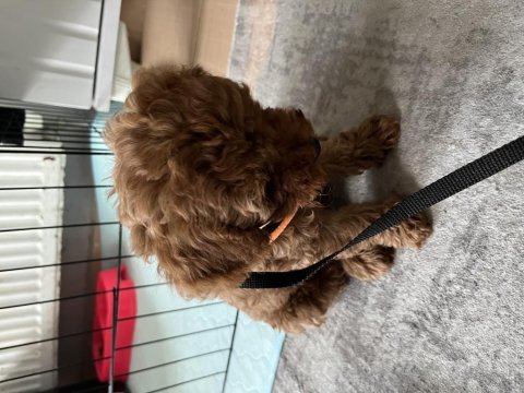 2 aylık dişi toy poodle
