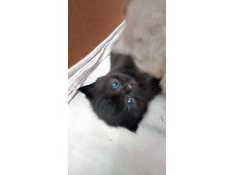 British shorthair yavrumuz
