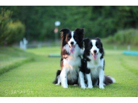 Ruhsatli çiflikten özel border collie yavruları 