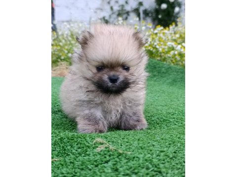 Pomeranian yavrumuz