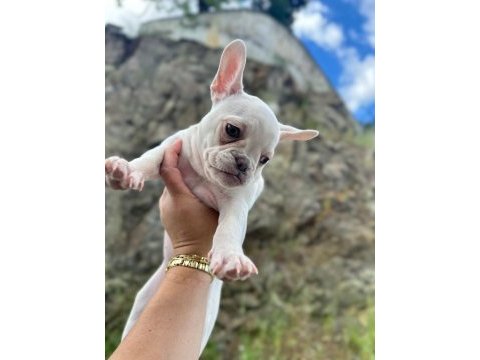 Irkının en özeli kar beyaz mavi göz dişi french bulldog