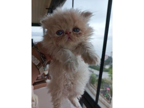 İran persian yavru