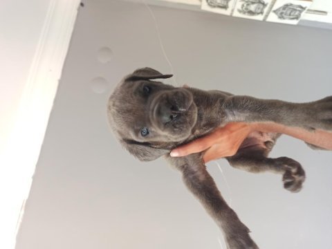 1 aylık cane corso yavrular