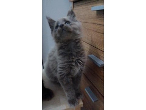 Maine coon yavrular